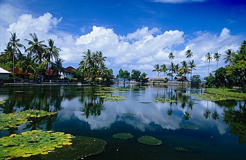 Lotos (Nelumbo) on Candi Dasa Lake, Bali, Indonesia