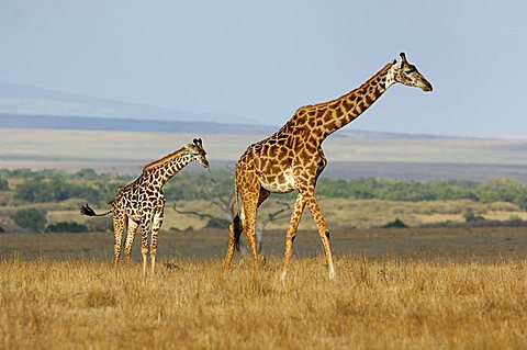 Masai Giraffe (Giraffa camelopardalis tippelskirchi) with young one, Masai Mara, Kenya, Africa