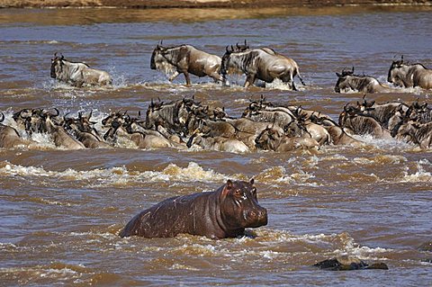 Herd of White-bearded Gnus (Connochaetes taurinus) and hippopotamus (Hippopotamus amphibius) crossing the Mara River, Kenya, Africa