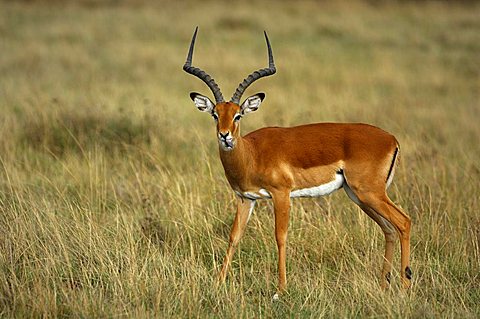 Impala (Aepyceros melampus), Masai Mara, Kenya, Africa