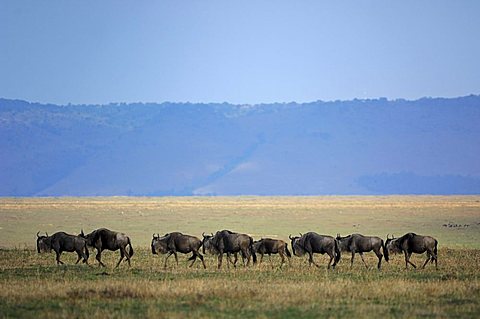 Herd of White-bearded Gnus (Connochaetes taurinus) migrating through the Masai Mara, Kenya, Africa