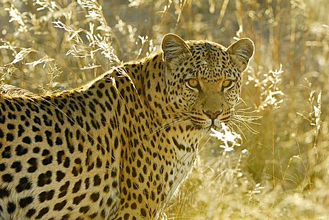 Leopard (Panthera pardus) in the last evening light