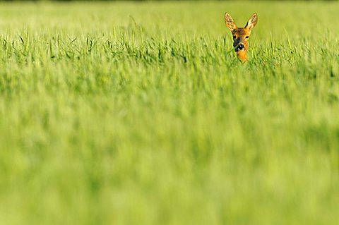 Roe Deer (Capreolus capreolus) standing in a corn field