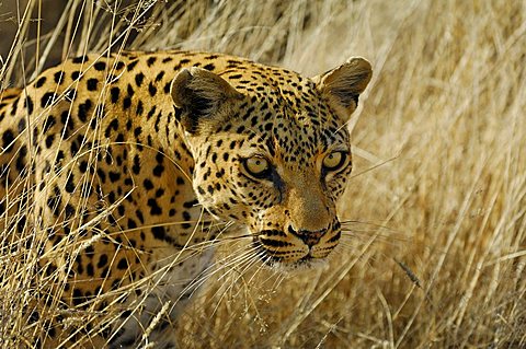 Leopard (Panthera pardus) Portrait in high grass