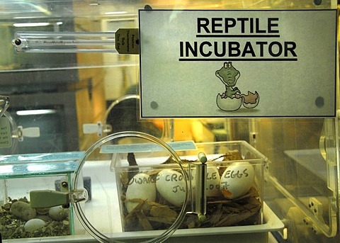 Reptile incubator, eggs, illustration, zoo, Bristol, England, United Kingdom, Europe