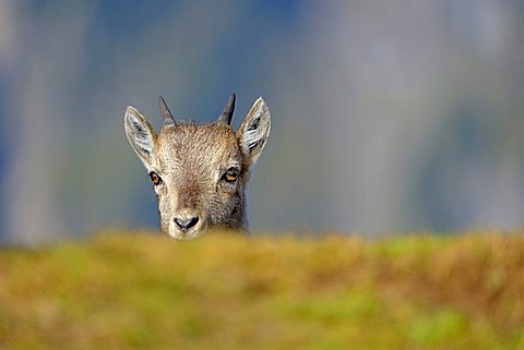 Alpine Ibex or Steinbock or Bouquetin (Capra ibex), kid, Berner Oberland or Bernese Highlands, Switzerland, Europe