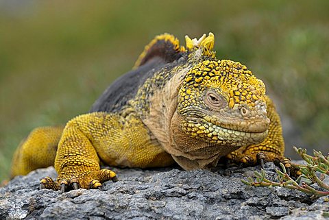 Galapagos Land Iguana (Conolophus subcristatus), Plaza Sur Island, Galapagos Islands, Ecuador, South America