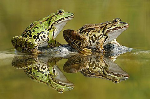 Edible frogs (Rana esculenta, Pelophylax kl. Esculentus) with reflections