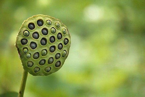 Wilted Lotus flower (Nelumbo), The Royal Botanical Gardens of Pampelmousse, Mauritius, Indian Ocean, Africa