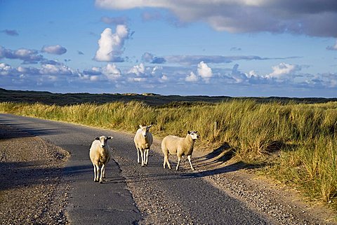 Sheep on a road, north-western edge of Sylt known as Ellenbogen, List, Sylt, North Frisia, Schleswig-Holstein, Germany, Europe