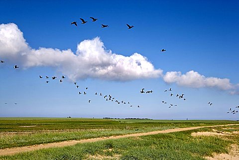 Brent Geese above the Wadden Sea near Steenodde towards the lighthouse, Amrum, North Frisia, Schleswig-Holstein, Germany, Europe