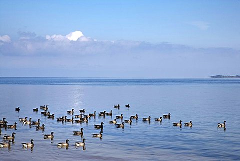 Brent Geese on Wadden Sea, Sylt Island, North Frisia, Schleswig-Holstein, Germany, Europe