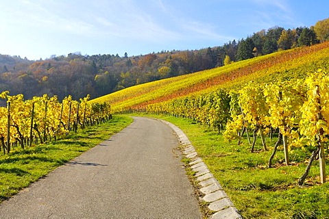 Narrow vineyard road through vineyards in Remstal, Baden-Wuerttemberg, Germany, Europe