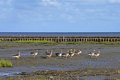 Greylag Geese on Wadden Sea, Sylt Island, North Frisia, Schleswig-Holstein, Germany, Europe