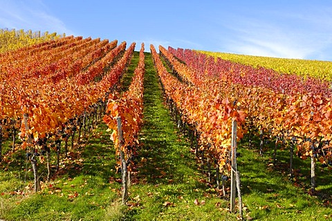 Dornfelder grape vineyard in Remstal, Baden-Wuerttemberg, Germany, Europe