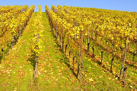 Riesling grape vineyard in Remstal, Baden-Wuerttemberg, Germany, Europe