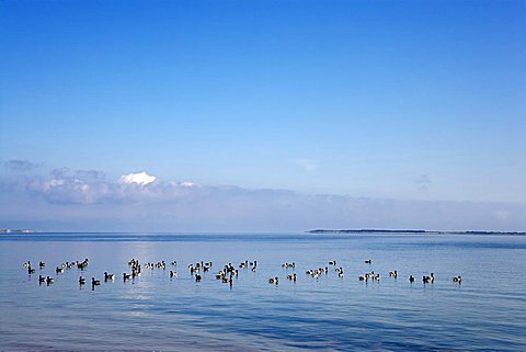 Brent geese in the Wadden Sea near Steenodde, Amrum, North Friesland, Schleswig-Holstein, Germany