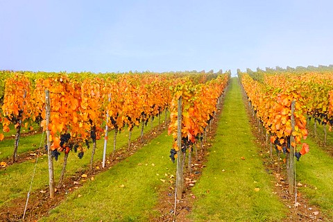 Vineyard near Stetten im Remstal, Baden-Wuerttemberg, Germany, Europe