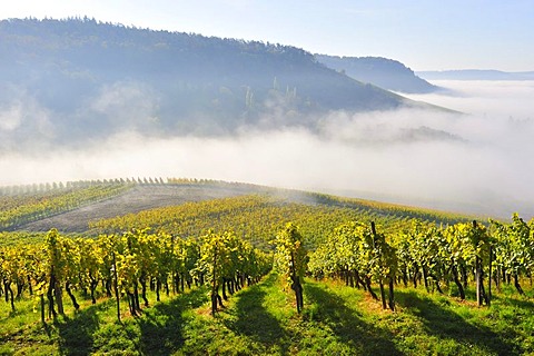 Vineyard near Korb in Remstal Valley, Baden-Wuerttemberg, Germany, Europe