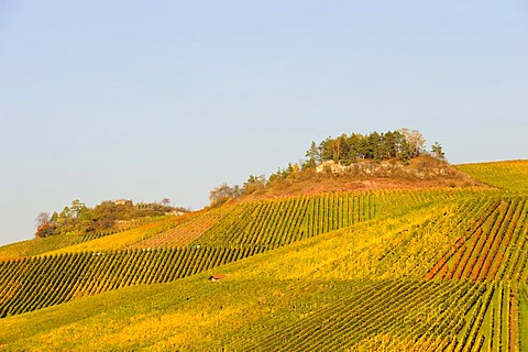 Vineyard near Struempfelbach in Remstal Valley, Baden-Wuerttemberg, Germany, Europe