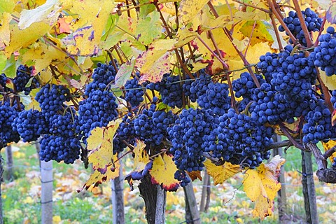 Lemberg grapes