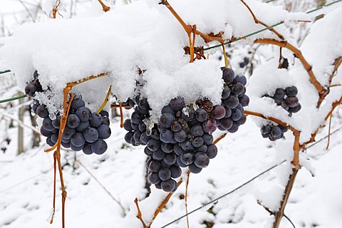 Trolling grapes covered in snow