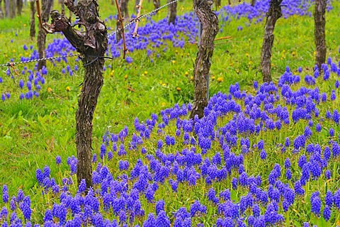 Common Grape Hyacninth (Muscari botryoides) in a vineyard