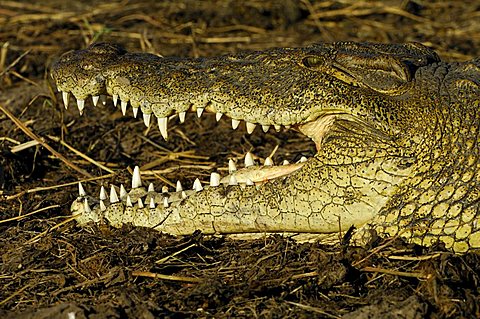 Nile crocodile(Crocodylus niloticus) resting Portrait