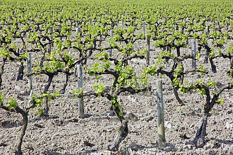 Vineyard in spring, Camargue, Gard, Languedoc-Roussillon, Southern France, France, Europe