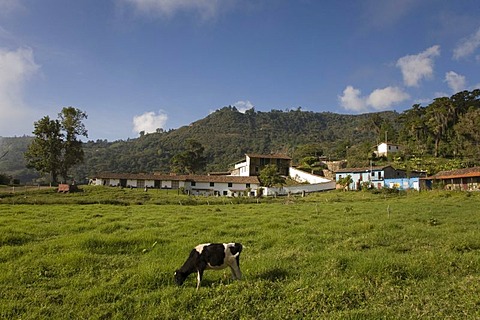 Hacienda El Carmen, Jaji, Andes, Venezuela, South America