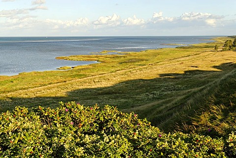 Beach near Als at the Kattegat, Jutland, Denmark, Europe