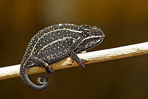 Rainforest Chameleon (Furcifer balteatus), male, Madagascar, Africa