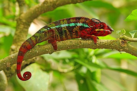 Panther Chameleon (Furcifer pardalis), adult male, Madagascar, Africa