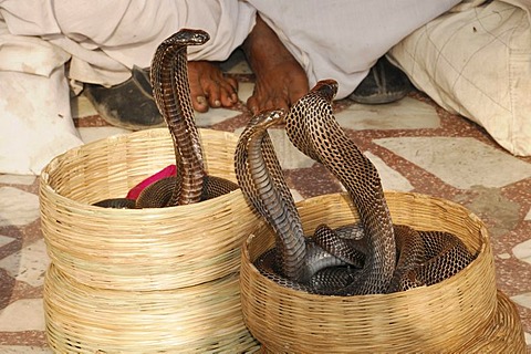 Snake charmer's cobras, Hawa Mahal, Palace of Winds, Jaipur, Rajasthan, North India, Asia