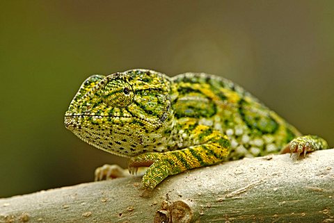 Jewelled Chameleon or Carpet Chameleon (Furcifer lateralis), male, Madagascar, Africa