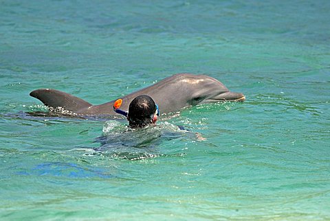 Common Bottlenose Dolphin (Tursiops truncatus), adult, swimming with snorkeler, Roatan Island, Honduras, Caribbean, Central America