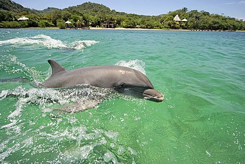 Common Bottlenose Dolphin (Tursiops truncatus), adult, jumping out of the water, Caribbean, Roatan, Honduras, Central America