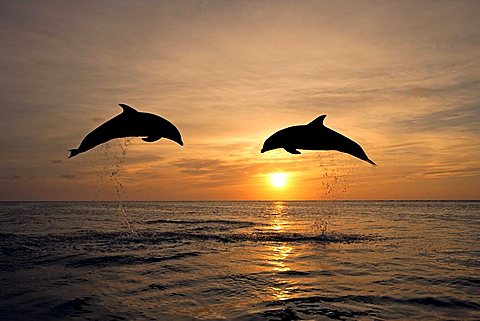 Common Bottlenose Dolphin (Tursiops truncatus), pair, adult, jumping out of the water, sunset, Caribbean, Roatan, Honduras, Central America