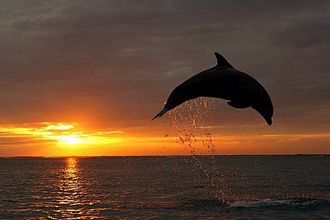 Bottlenose Dolphin (Tursiops truncatus) leaping out of the water in front of a sunset, Caribbean, Roatán, Honduras, Central America