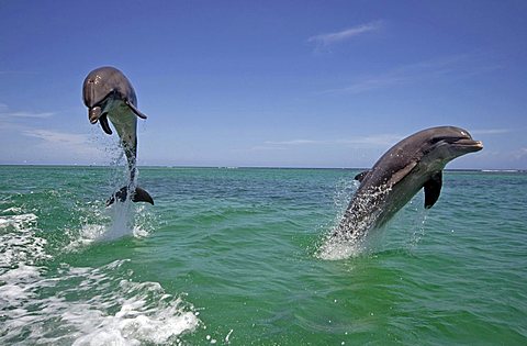 An adult pair of Bottlenose Dolphins (Tursiops truncatus) leaping out of the water, Caribbean, Roatán, Honduras, Central America