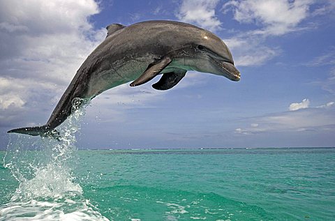 Common Bottlenose Dolphin (Tursiops truncatus), adult, jumping out of the water, Caribbean, Roatan, Honduras, Central America