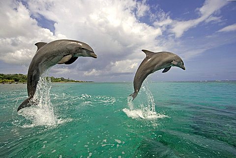 Common Bottlenose Dolphin (Tursiops truncatus), pair, adult, jumping out of the water, Caribbean, Roatan, Honduras, Central America