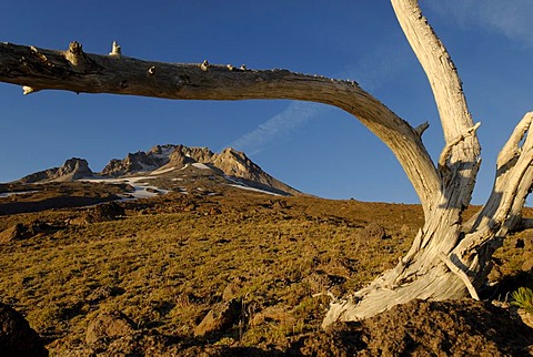 Skeletal tree at Mount Hood volcano, Cascade Range, Oregon, USA