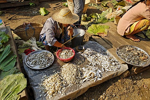 Traditional fish market, Bhamo, Kachin State, Burma, Myanmar, Asia