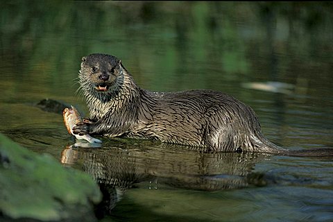 Eurasian or European Otter (Lutra lutra), with prey