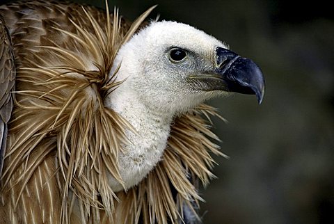 Griffon Vulture, or Eurasian Griffon Vulture, (Gyps fulvus), adult, portrait