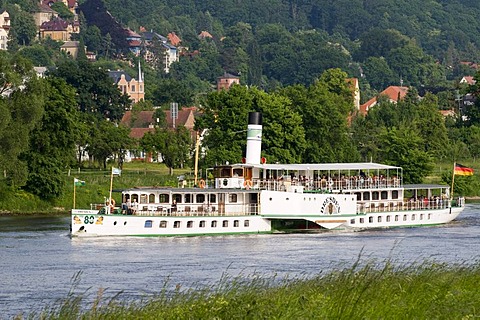 Villas on the shore of the river Elbe near Loschwitz, paddle wheel steamer, Dresden, Saxony, Germany