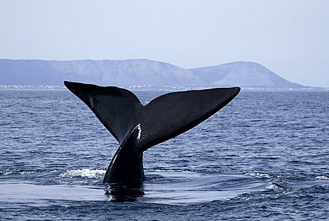 Southern Right Whale (Eubalaena australis), caudal fin, South Africa