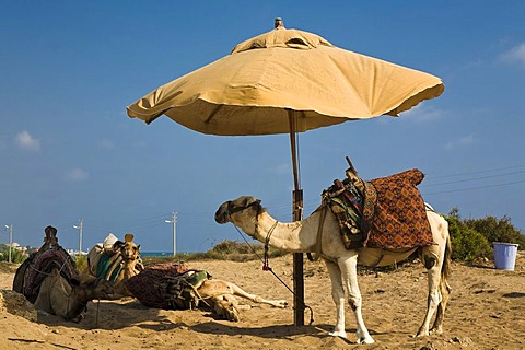 Group of camels under a sunshade, Side, Turkish Riviera, Turkey, Asia