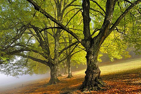 Large-leaved Linden or Large-leaved Lime (Tilia platyphyllos), avenue in late summer